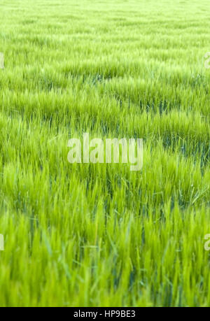 Gruenes Getreidefeld, Fruehsommer - verde cornfield Foto Stock