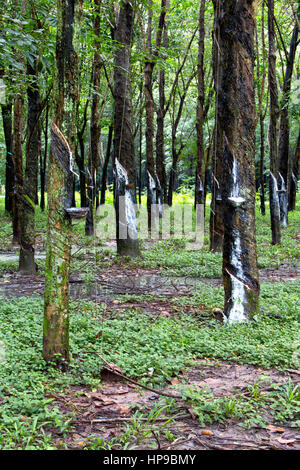 Para la piantagione di alberi 'Hevea Brasiliensis' , Bianco lattice gocciolamento di sap nella vaschetta di raccolta. Foto Stock