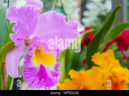Un orchidea viola in giardino. close up Foto Stock