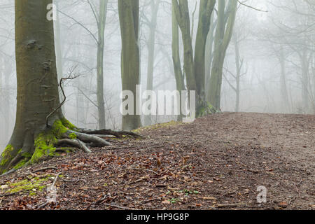 Nebbioso giorno di inverno nella foresta friston, South Downs national park, East Sussex, Inghilterra. Foto Stock