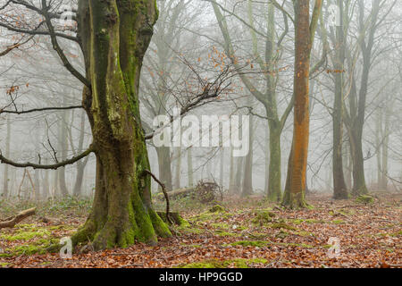 Nebbioso giorno di inverno nella foresta friston, South Downs national park, East Sussex, Inghilterra. Foto Stock