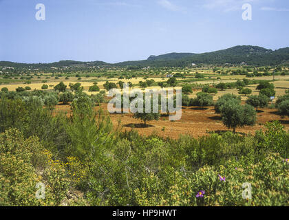 Landschaft mit roter erde, Santa Agnese de corona, ibiza, spanien Foto Stock
