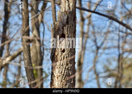 Scavata foro in un albero morto che agisce come un nido di uccelli Foto Stock