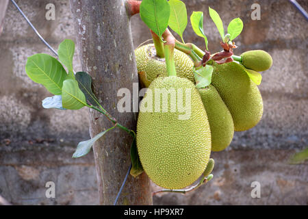 Il jackfruit (Artocarpus heterophyllus), noto anche come jack tree. Trovate principalmente nel sud della regione asiatica. Esso può essere consumato una volta eseguito il rip Foto Stock