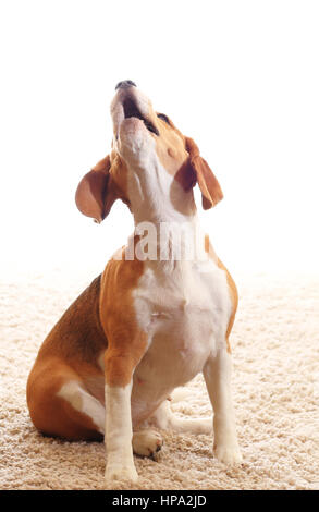 Ululati cane isolato su sfondo bianco. Beagle marrone ululare. Cane Beagle sedersi sul soffice tappeto all'interno. Foto Stock