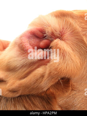 Orecchio rosso di cani con le allergie. Allergia su beagle orecchio. Allergia su orecchio vicino. Foto Stock