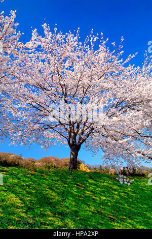 Fiori Ciliegio sul fiume Tamagawa Embankment città Hamura Tokyo Giappone Foto Stock