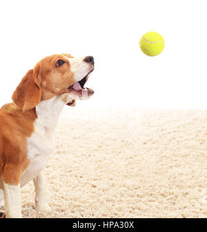 Le catture di cane palla su sfondo bianco. Beagle giocare all'interno con palla da tennis. Sfondo con riproduzione di cane. Foto Stock