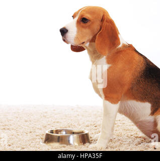 Cane sedersi vicino a recipiente isolato su sfondo bianco. Beagle in attesa di cibo. Un cane tricolore sul tappeto. Foto Stock