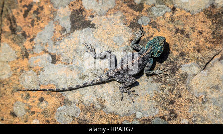 Southern Rock Agama lizard nella tabella di montagna del Parco Nazionale di Cape Town, Sud Africa Foto Stock