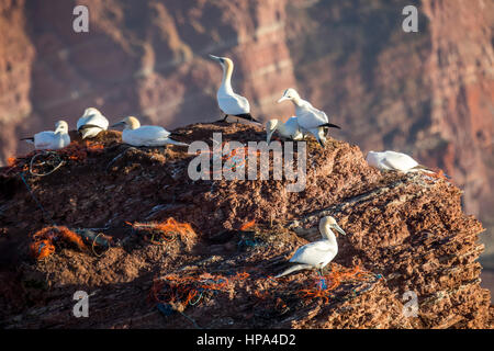 Il rosso costa ripida linea di Helgoland, un isola tedesca nel mare del Nord, colonia di uccelli sulle rocce, Northern Gannet uccelli, , i cavi di plastica sono r Foto Stock