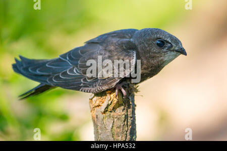 Comune (Swift Apus apus) seduto su un ramo Foto Stock