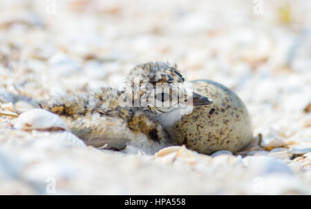 Poco inanellato plover (Charadrius dubius) pulcino e delle uova nel nido Foto Stock