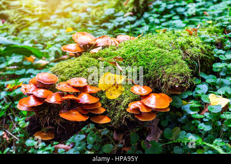 Gruppo di funghi (Kuehneromyces mutabilis) su un ceppo di albero Foto Stock