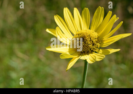 Wild girasole (Helianthus) Dettaglio Foto Stock