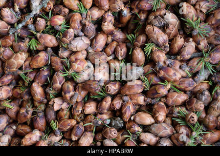 Tamarack Larice (Larix laricina) Cono Closeup dettaglio Foto Stock