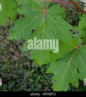 Argento (acero Acer saccharinum) lascia dopo una pioggia di estate Foto Stock