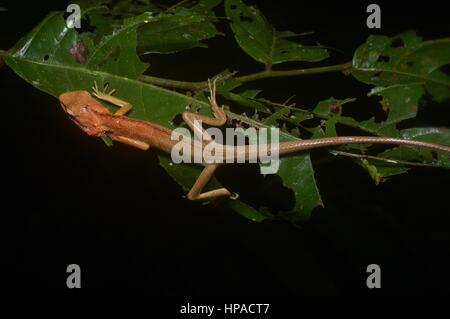 Un giardino comune Lizard (Calotes versicolor) dorme nella foresta pluviale Malese di Notte Foto Stock