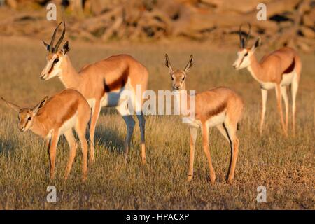 Springboks (Antidorcas marsupialis), due femmine adulte con due giovani, Kgalagadi Parco transfrontaliero, Northern Cape, Sud Africa Foto Stock