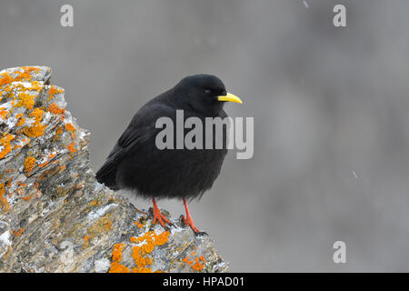 Gracchio alpino (Pyrrhocorax graculus) sulla roccia con il lichen, Tirolo, Austria Foto Stock