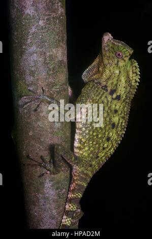 Un colorato Doria Anglehead Lizard nella foresta pluviale di notte in Santubong, Sarawak, Est Malesia, Borneo Foto Stock