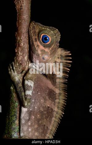 Un adulto maschio blu-eyed Forest Lizard (Gonocephalus liogaster) nella foresta di notte nella penisola di Santubong, Sarawak, Est Malesia, Borneo Foto Stock