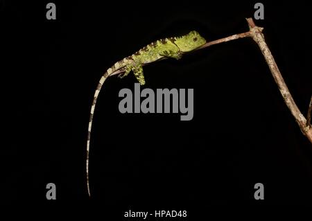 Blue-eyed Forest Lizard (Gonocephalus liogaster) di appoggio nella foresta di notte nella penisola di Santubong, Sarawak, Est Malesia, Borneo Foto Stock