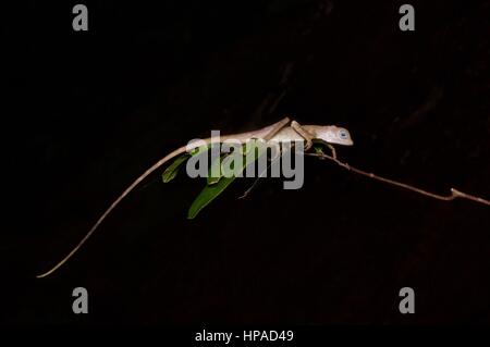 Un Dusky Earless AGAMA SA (Aphaniotis fusca) di appoggio nella foresta pluviale Malese di Notte Foto Stock