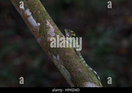 Un maschio adulto grande Anglehead Lizard (Gonocephalus grandis) su un albero nella foresta pluviale malese Foto Stock