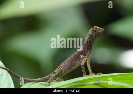 Un Dusky Earless AGAMA SA (Aphaniotis fusca) indipendente alto nella foresta pluviale malese Foto Stock