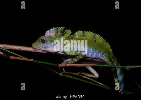 Un maschio adulto grande Anglehead Lizard (Gonocephalus grandis) di appoggio nella foresta pluviale Malese di Notte Foto Stock