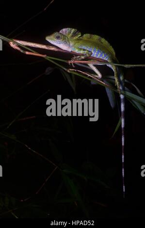 Un maschio adulto grande Anglehead Lizard (Gonocephalus grandis) di appoggio nella foresta pluviale Malese di Notte Foto Stock