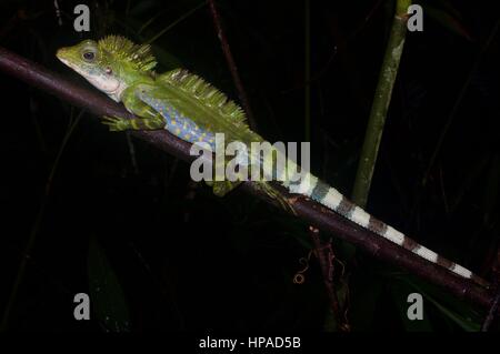 Un maschio adulto grande Anglehead Lizard (Gonocephalus grandis) di appoggio nella foresta pluviale Malese di Notte Foto Stock