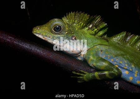 Un maschio adulto grande Anglehead Lizard (Gonocephalus grandis) di appoggio nella foresta pluviale Malese di Notte Foto Stock