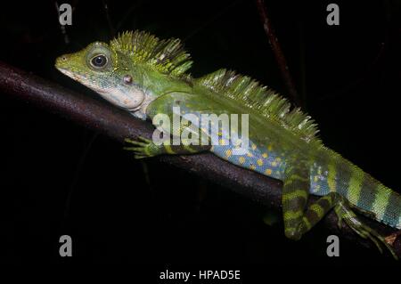 Un maschio adulto grande Anglehead Lizard (Gonocephalus grandis) di appoggio nella foresta pluviale Malese di Notte Foto Stock