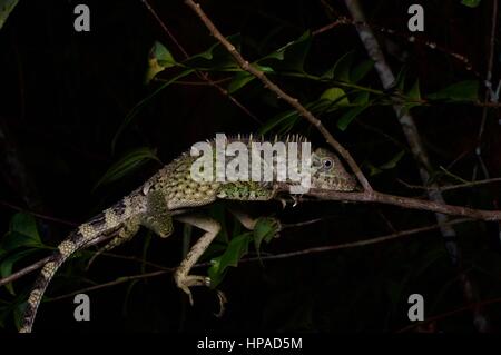 Un bell'angolo del capo-Lizard in appoggio alla notte in Fraser, Hill, Pahang, Malaysia Foto Stock