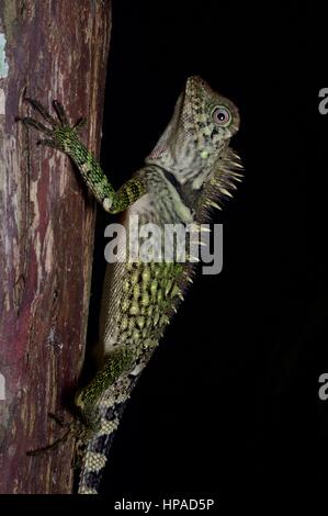 Un bell'angolo con testa di lucertola di notte in Fraser, Hill, Pahang, Malaysia Foto Stock