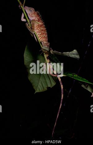 Un bell'angolo del capo-Lizard in appoggio alla notte in Fraser, Hill, Pahang, Malaysia Foto Stock