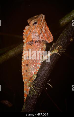 Un colorato Doria Anglehead Lizard nella foresta pluviale di notte in Santubong, Sarawak, Est Malesia, Borneo Foto Stock