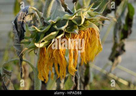 Il Gigante appassito girasole (Helianthus) in caduta Foto Stock