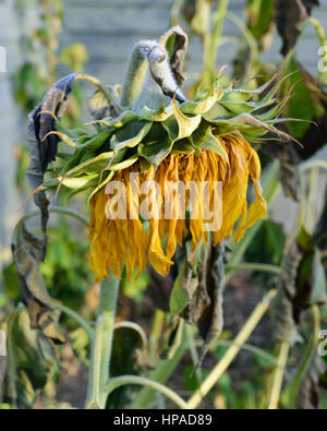 Appassì ed il pupazzo di neve gigante (girasole Helianthus) Foto Stock