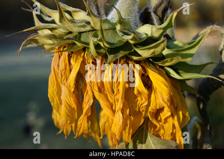 Primo piano dettaglio del gigante appassito girasole (Helianthus) testa Foto Stock