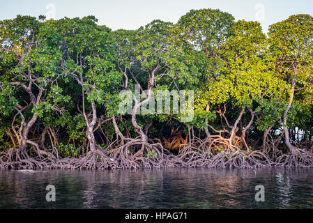 Mangrovie su Tumbatu isola nei pressi di Zanzibar, Tanzania Foto Stock