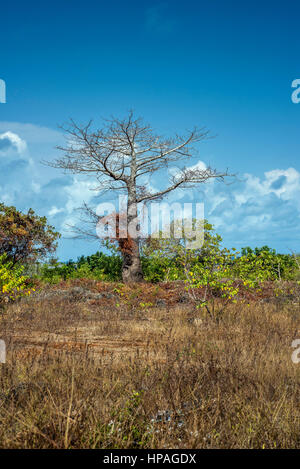 Un vecchio baobab, Kizimkazi Dimbani village, Zanzibar, Tanzania Foto Stock