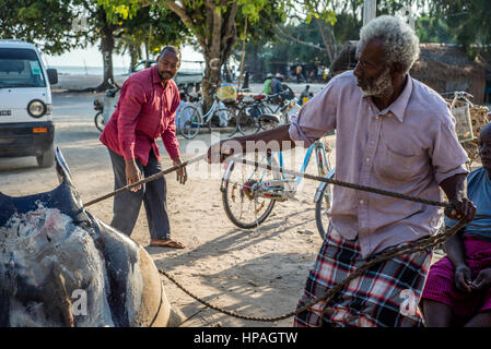 Il concessionario di pesce si prepara ray per vendere al mercato del pesce di Nungwi village, Zanzibar. La pesca è la principale attività della popolazione locale sull'isola. Essi prendono diverse specie di pesci, specialmente kingfish, tonno, marlin, Ray. Ci sono alcuni posti dove i pescatori per la maggior parte delle catture di acciughe, localmente denominata Dagaa. Oltre che con il pesce per ristoranti ed hotel che possono essere venduti anche alla terraferma. Foto Stock