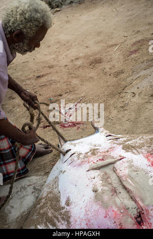 Il concessionario di pesce si prepara ray per vendere al mercato del pesce di Nungwi village, Zanzibar. La pesca è la principale attività della popolazione locale sull'isola. Essi prendono diverse specie di pesci, specialmente kingfish, tonno, marlin, Ray. Ci sono alcuni posti dove i pescatori per la maggior parte delle catture di acciughe, localmente denominata Dagaa. Oltre che con il pesce per ristoranti ed hotel che possono essere venduti anche alla terraferma. Foto Stock