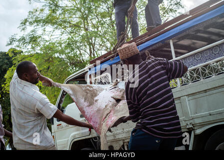 Carico dei lavoratori un ray pesci di una vettura al mercato del pesce di Nungwi village, Zanzibar. La pesca è la principale attività della popolazione locale sull'isola. Essi catturare diversi tipi di pesce, soprattutto pesce re, tonno, marlin, Ray. Ci sono alcuni posti dove i pescatori per la maggior parte delle catture di acciughe, localmente denominata Dagaa. Oltre che con il pesce per ristoranti ed hotel che possono essere venduti anche alla terraferma. Foto Stock