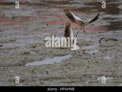 Due comuni redshanks - Tringa totanus - caccia in volo su aprire il fango e le piscine lungo costa - alimentazione territorio controversia. Foto Stock