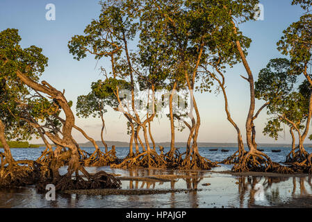 Mangrovie su Tumbatu isola nei pressi di Zanzibar, Tanzania Foto Stock