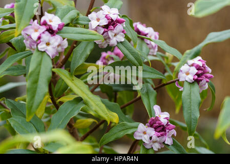 Daphne bholua Jacqueline Postill Foto Stock